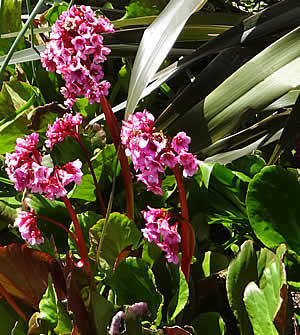 Bergenia and other perennial plants from our nurseries at Calstock