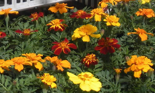 French Marigolds in pack bedding packs grown at our Calstock nurseries