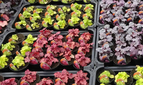 A wide range of perennials including heuchera are grown at our Calstock nurseries