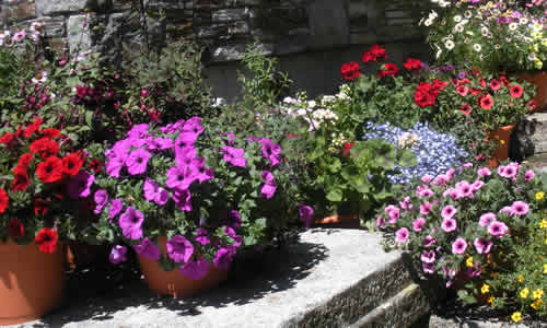 A wide range of plants for the patio and hanging baskets are grown at our Calstock nurseries