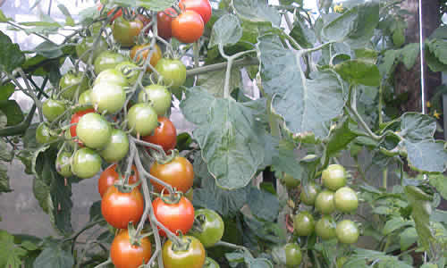 A wide range of tomato plant varieties are grown at our Calstock nurseries
