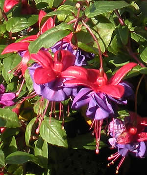 A beautiful fuchsia for a patio or hanging basket