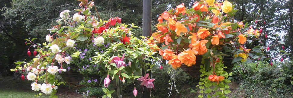 Hanging baskets and plants for hanging baskets from Mortimers Nurseries in Calstock