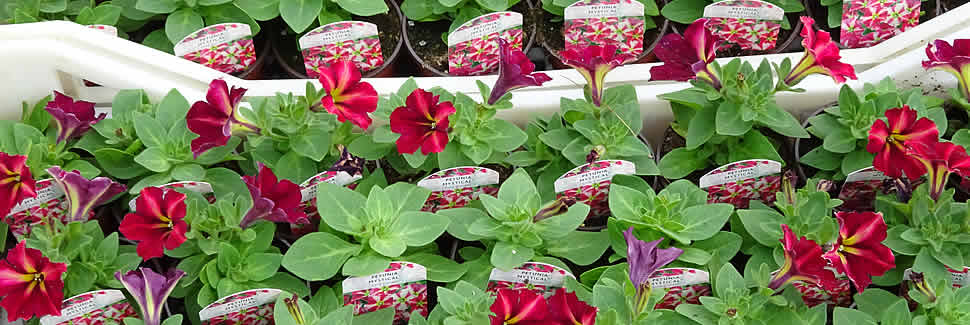 We grow and deliver quality petunias in 6 packs and pots from our nurseries, Calstock