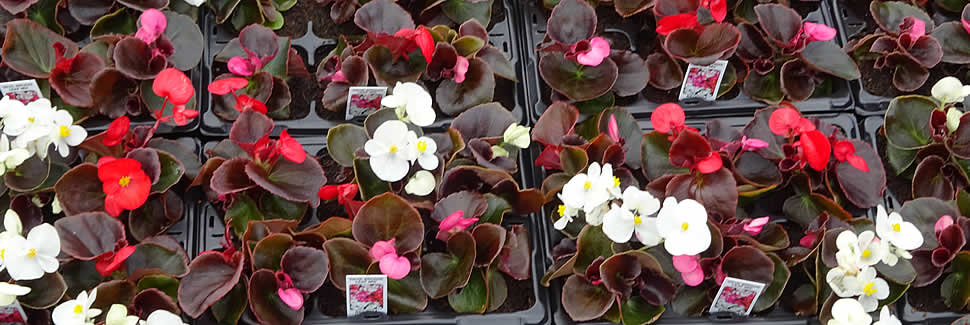 We grow and deliver quality begonias in 6 packs and pots from our nurseries, Calstock