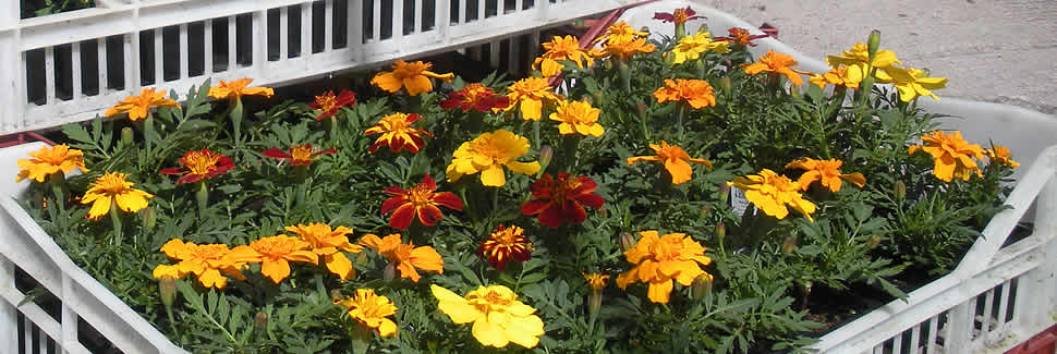 We grow and deliver quality marigolds in 6 packs and pots from our nurseries, Calstock