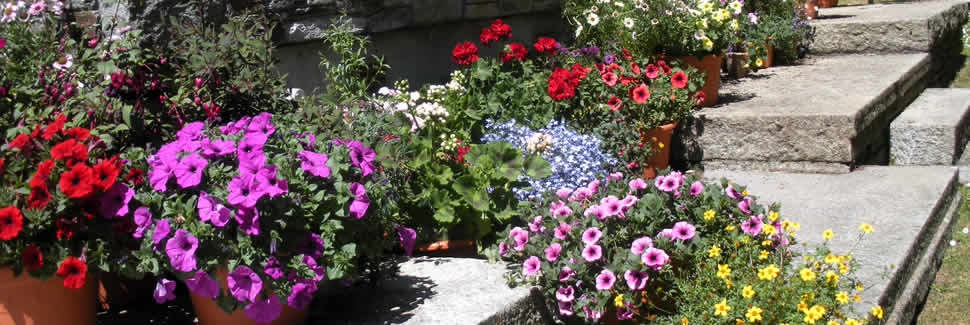Add a splash of colour to the patio with patio plants supplied by Mortimers Nurseries