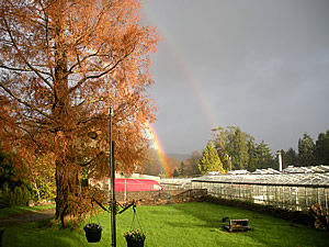 Sequoia tree and double rainbow at Mortimers Nurseries