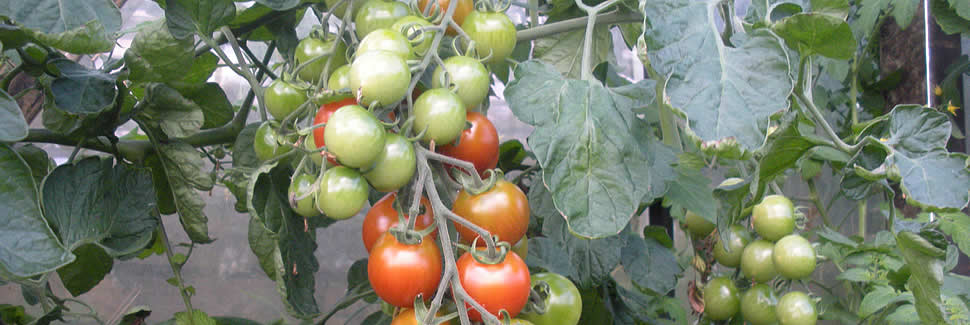 A good selection of tomato plant varieties from Calstock Nursery