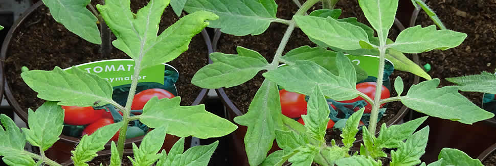 Quality tomato plants, Mortimers Nurseries, Calstock
