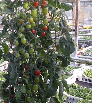 We grow and deliver a wide range of tomato plant varieties from our nurseries at Calstock