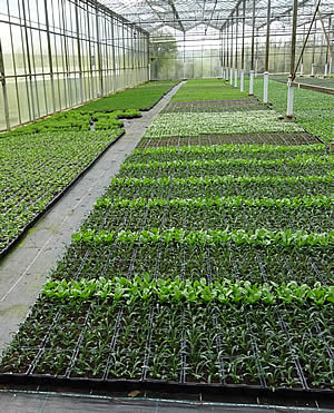 Mortimers Nurseries grow quality vegetable plants, tomato plants and herbs in their glasshouses at Calstock